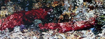 salmon reflecting 01