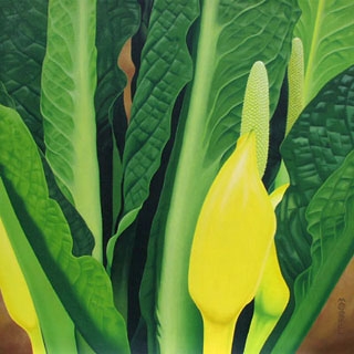 Lysichiton americanus i