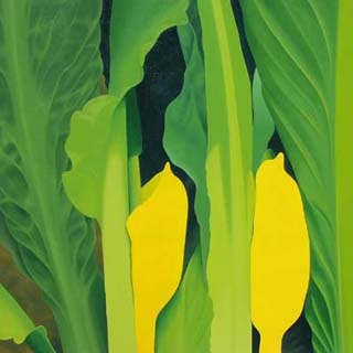 Lysichiton americanus ii