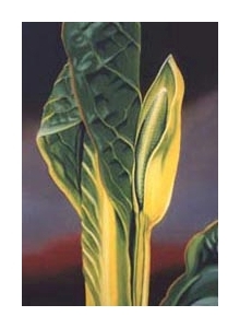 ursa manna &ndash; sc.i