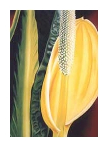 odoriferous chiaroscuro &ndash; sc.iii