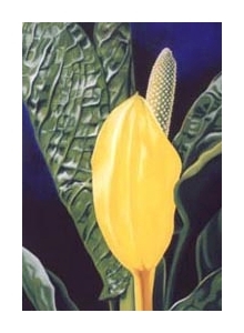 swamp lantern &ndash; sc.v