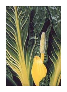 smelly majesty &ndash; sc.vi